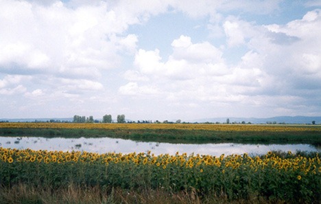 Podsolnuhi.Vengrija.jpg (43655 bytes)